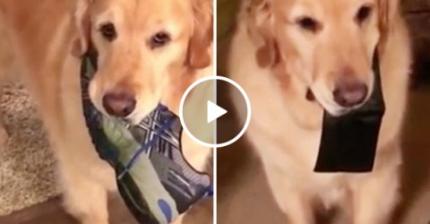 Adorable dog Archie is a master thief (Video)