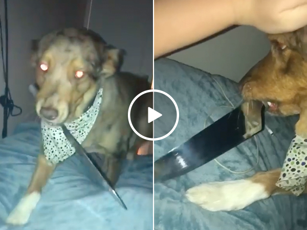 Good boy finds out who had him neutered... (Video)