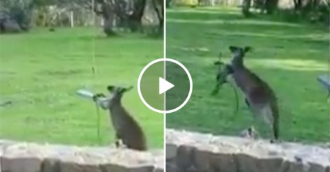 Kangaroo tries to get Into a Swing and Fails Miserably