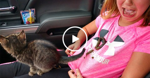 Little girl learns first-hand why dogs are better (Video)
