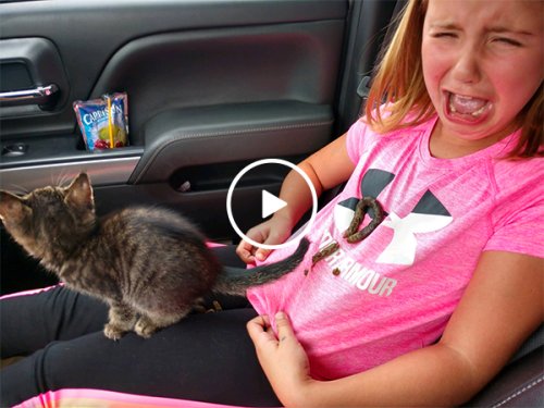 Little girl learns first-hand why dogs are better (Video)