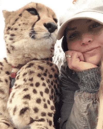 Meet Lisa, the cute wildlife worker who raised a pack of cheetahs (38 Photos & Video) 44