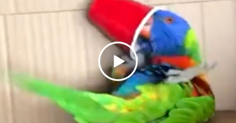 I'm with Doug, it's party birb day (Video)