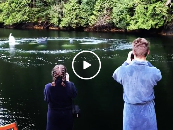 Whales Come Up Right Next To Campers' Cabin and Wake them Up