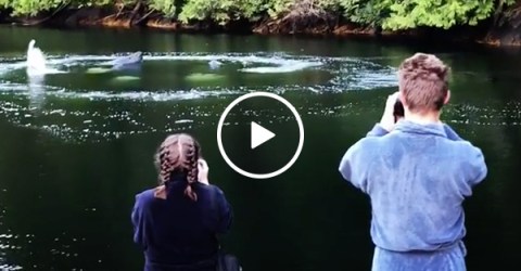 Whales Come Up Right Next To Campers' Cabin and Wake them Up