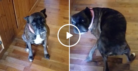 Boxer shakes his badonkadonk like a seasoned vet (Video)