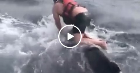 Courageous guy jumps into the ocean to untangle a whale (Video)