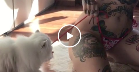 I've never really been a cat person, buuuuut... (Video)