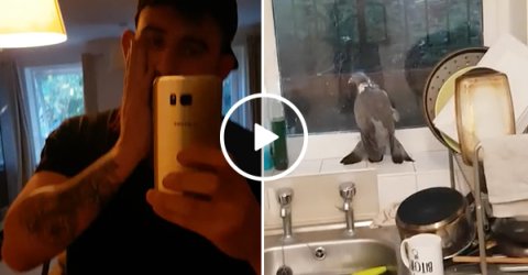 Man engages in a battle of a lifetime... against a pigeon (Video)