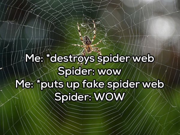 Frozen Icy Spider Web Wow Heart Emoticon Heart Emoticon Heart