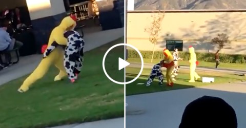 Brawl to the death breaks out between Chick-fil-A cows and chickens (Video)