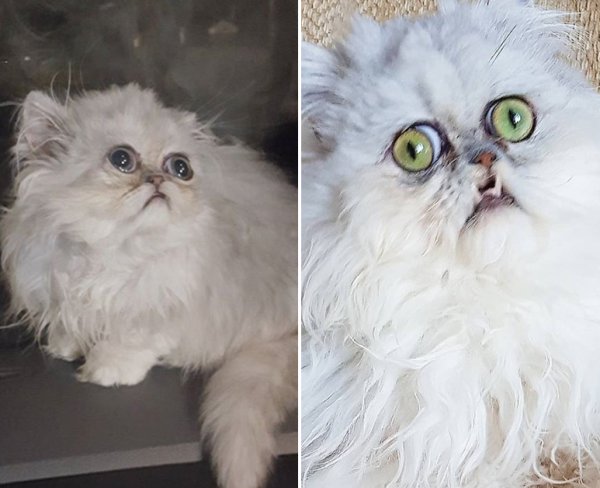 Meet The Weird Cat Michael Rapaport Was Yelling At Thechive