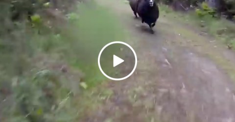 Goat takes trespassing very seriously (Video)