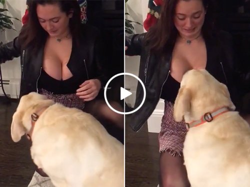 Dogs Suck Milk Boobs Porn - Just a dog taking care of some sweater puppies