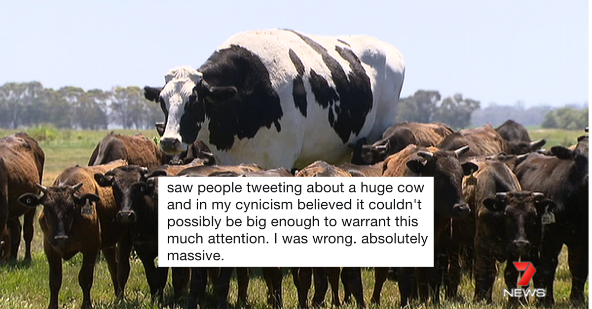 Knickers the Cow is utterly massive