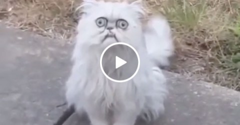 "MA! There's a weird f*cking stray cat outside!" (Video)