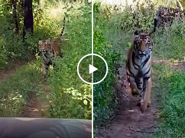 Massive tiger chases open-top safari jeep full of panicked tourists