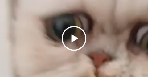 "MA! THAT F#%&ING CAT IS BACK!" (Video)
