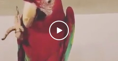 Macaw gets down to 'In Da Club' by 50 Cent, has better moves than most of us (Video)