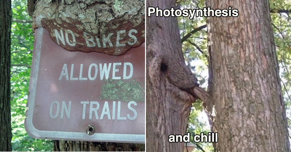 Trees sucking on things
