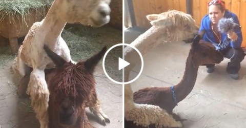 Alpaca's "Orgle" during sex, and only God can save us from this noise (Video)