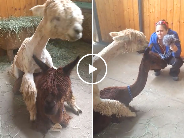 Alpaca s Orgle during sex and only God can save us from this noise 