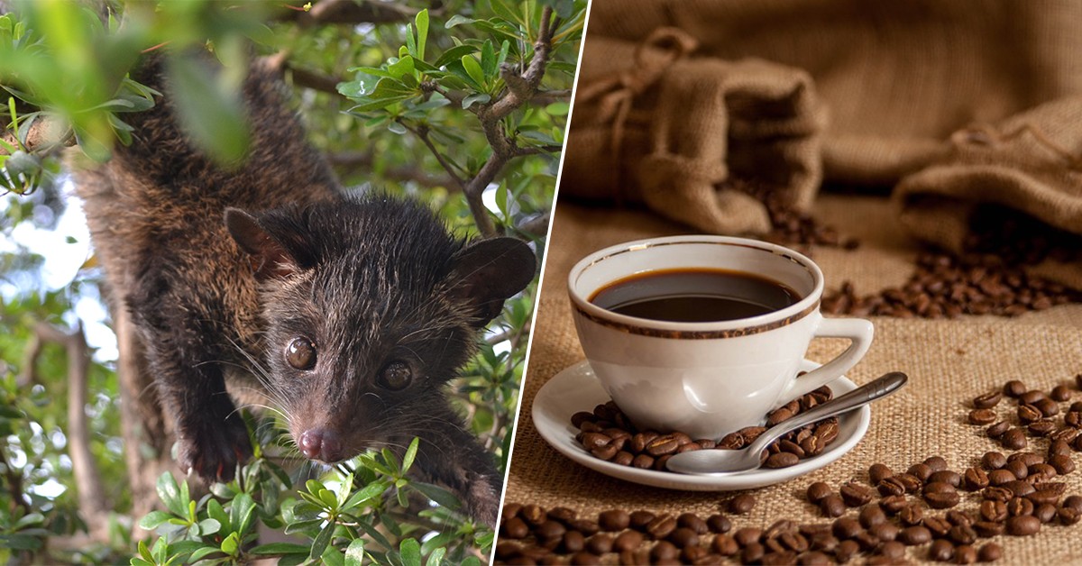 Cat poop coffee stirs up the pot with animal rights activists theCHIVE