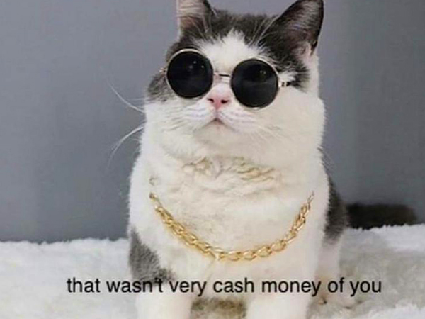 Cat Pictures | Funny Cat Videos and Memes - theCHIVE