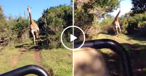 Pissed off giraffe chases a car, and holy sh*t they're terrifying (Video)