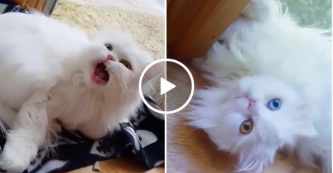 This deaf cat getting excited to see its owner will melt your damn heart (Video)