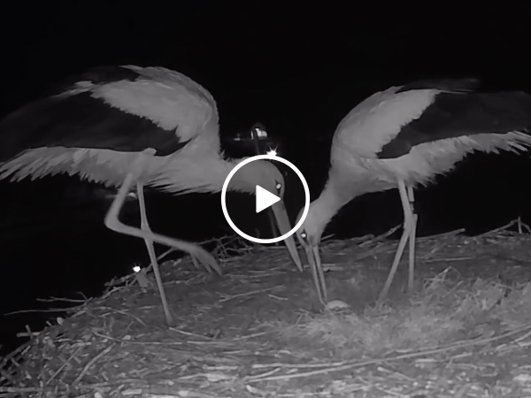 storks celebrate egg