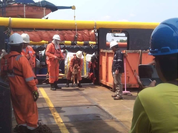 Dog is rescued by oil rig crew 130 miles off shore of Thailand