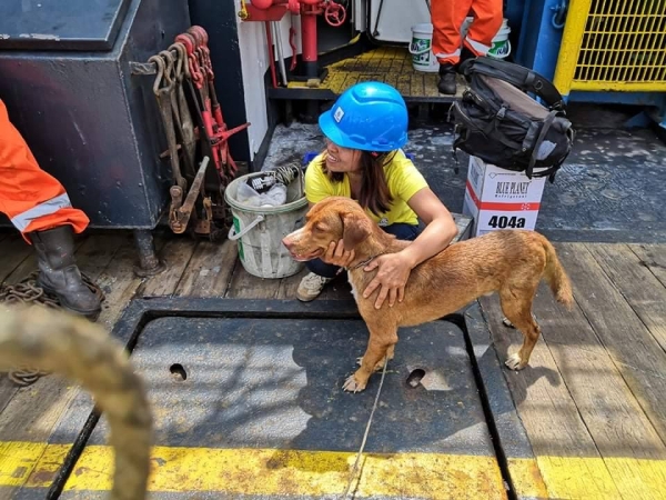 Dog is rescued by oil rig crew 130 miles off shore of Thailand