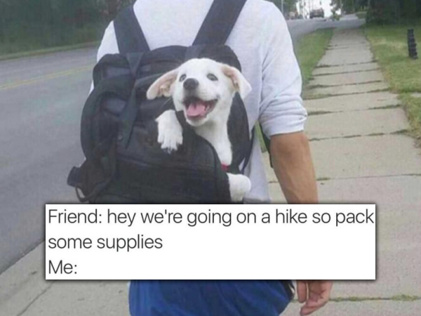 Dogs Search Results Thechive