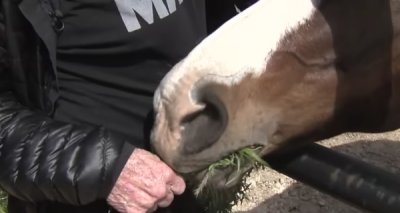 Willie Nelson rescued 70 horses and let's them roam free on his ranch :