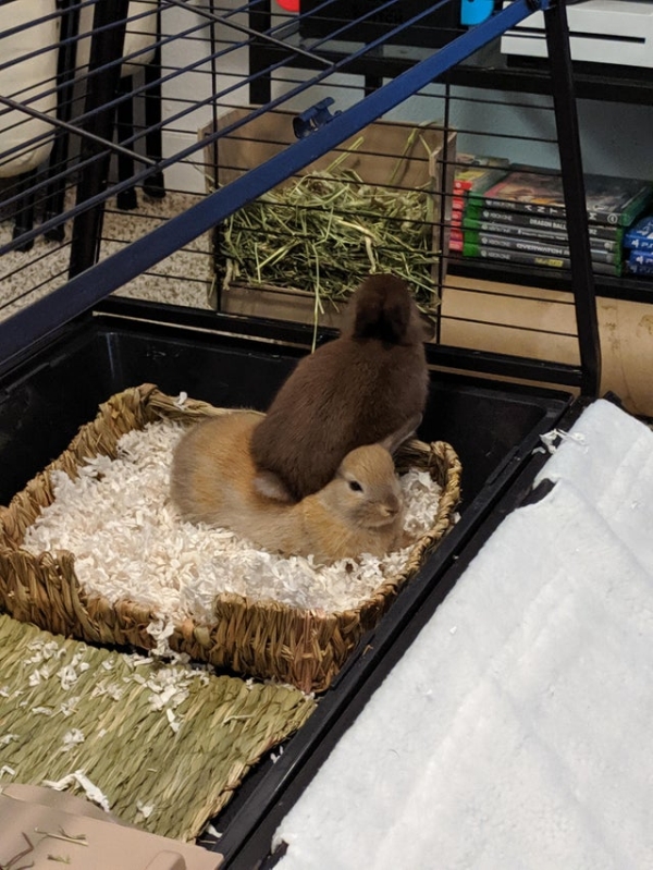 Animals Can Be Real Jerks Sometimes