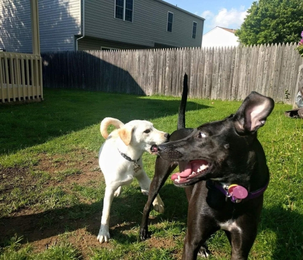 Animals Can Be Real Jerks Sometimes
