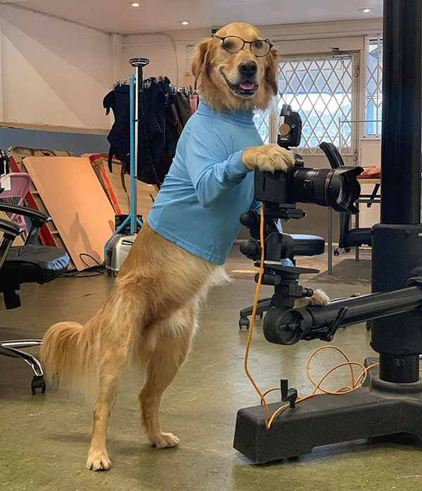 Dogs with jobs are so wholesome they deserve a raise theCHIVE