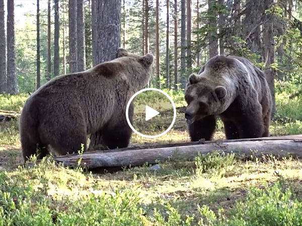 Bear Search Results Thechive