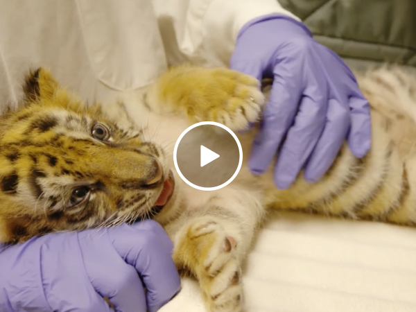 Rescued tiger cub from an illegal wildlife trade is just the cuteness ...