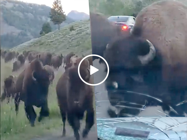 Bison Stamped Yellowstone Video Car Insurance Video 2019 Window Smash