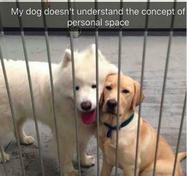 Dog memes to show your dog even though he can't read (30 Photos)