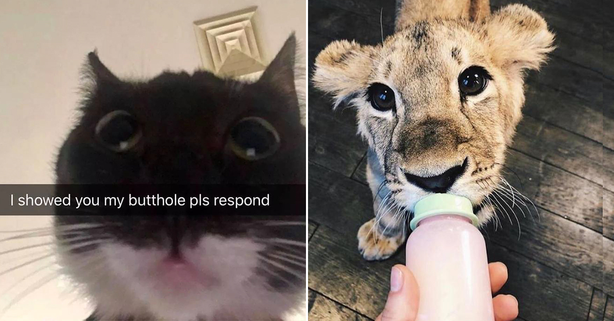 CAT F*$%ING SATURDAY : theCHIVE