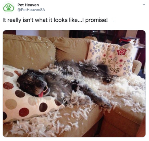 The crazy things our pets do when we're not looking (30 Photos)