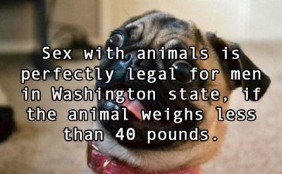 Sex animals in Washington