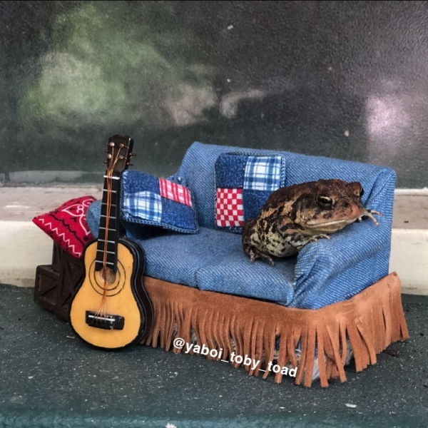 Toby the Toad shares his daily life on Instagram