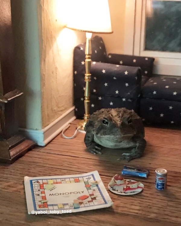 Toby the Toad shares his daily life on Instagram