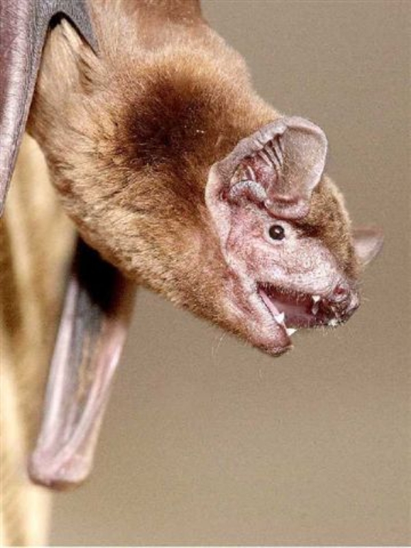 Check out some amazing Bat Facts!