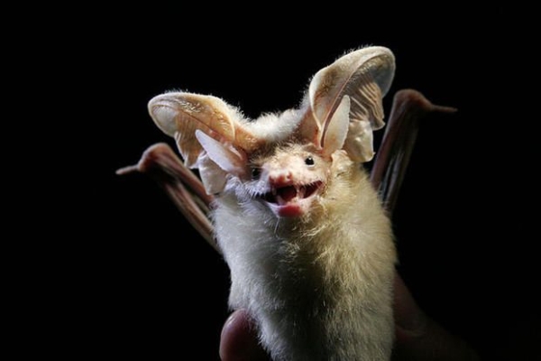 Check out some amazing Bat Facts!