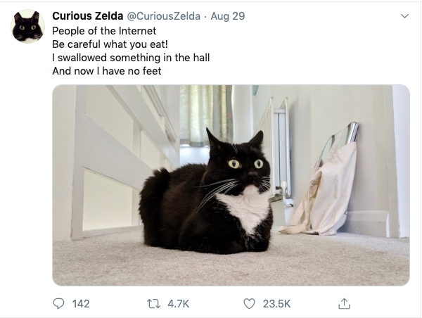 @CuriousZelda is a cat that recites 40 funny poems on her Twitter.